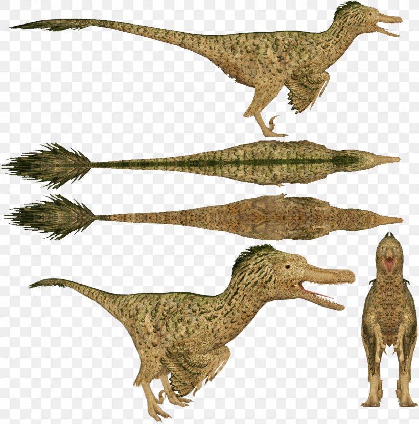 Velociraptor Dromaeosaurus Zoo Tycoon: Dinosaur Digs Utahraptor, PNG, 1287x1304px, Velociraptor, Animal Figure, Apatosaurus, Beak, Bird Download Free
