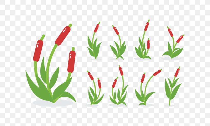 Cattail Clip Art, PNG, 700x490px, Cattail, Flower, Flowering Plant, Flowerpot, Grass Download Free