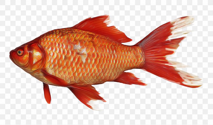 Fish Cartoon, PNG, 960x564px, Goldfish, Animal, Aquarium, Aquarium Fish, Aquarium Fish Feed Download Free