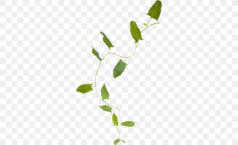 Leaf Flower Plant Stem Clip Art, PNG, 500x500px, Leaf, Branch, Flora, Flower, Flowering Plant Download Free