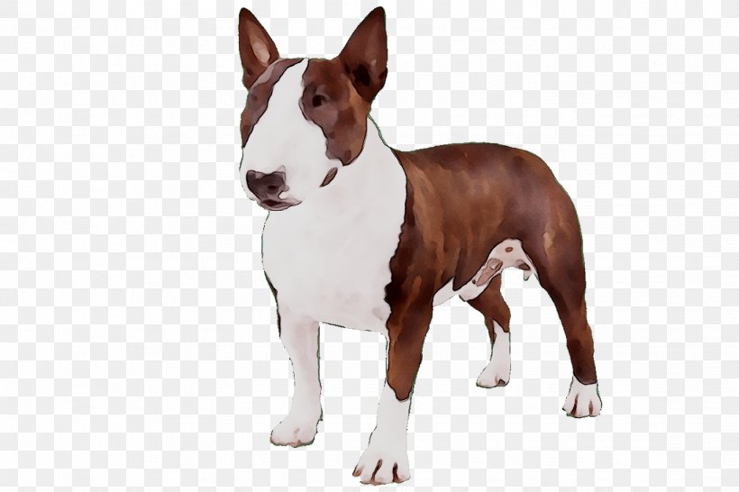 Miniature Bull Terrier Bull And Terrier Dog Breed American Pit Bull Terrier, PNG, 1439x959px, Miniature Bull Terrier, American Pit Bull Terrier, American Staffordshire Terrier, Animal, Breed Download Free