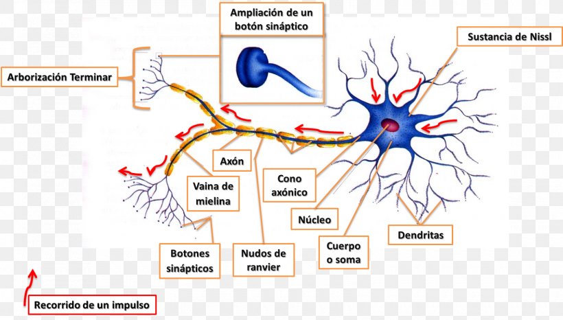neurons nervous system