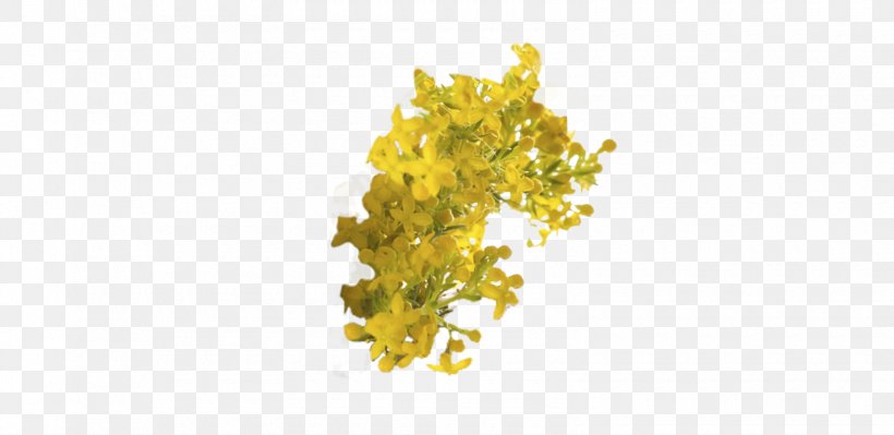 Solidago Virgaurea Excretory System Plant Urine Health, PNG, 1580x770px, Solidago Virgaurea, Avogel France, Biology, Excretory System, Flower Download Free