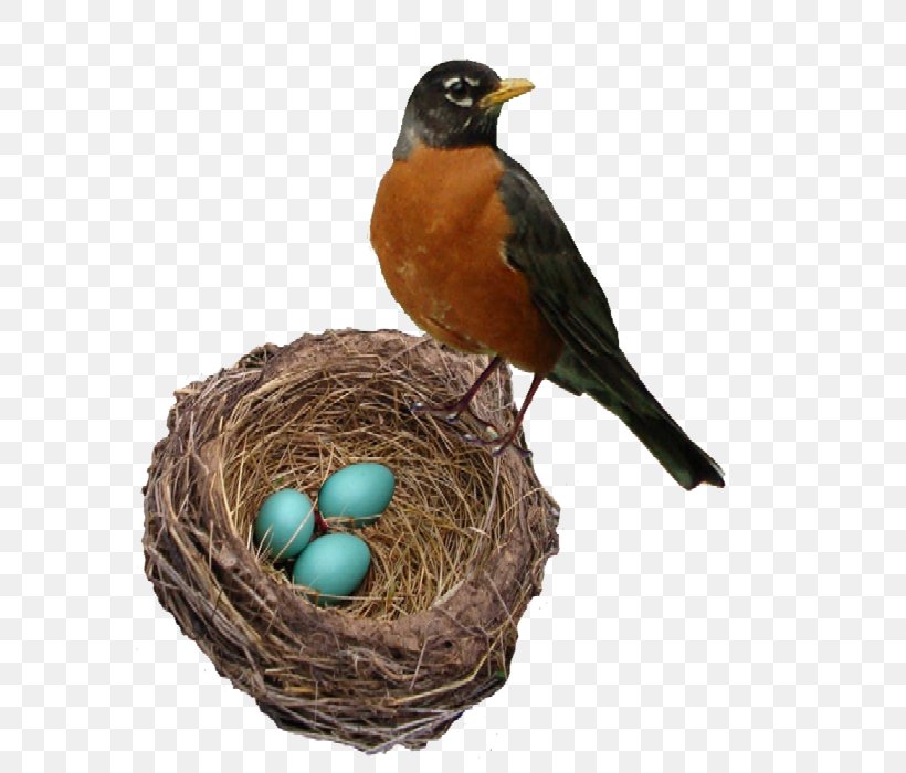 The Robin's Nest Bellingham Marketplace American Robin Bird Nest Person, PNG, 700x700px, Bellingham Marketplace, American Robin, Author, Beak, Bellingham Download Free