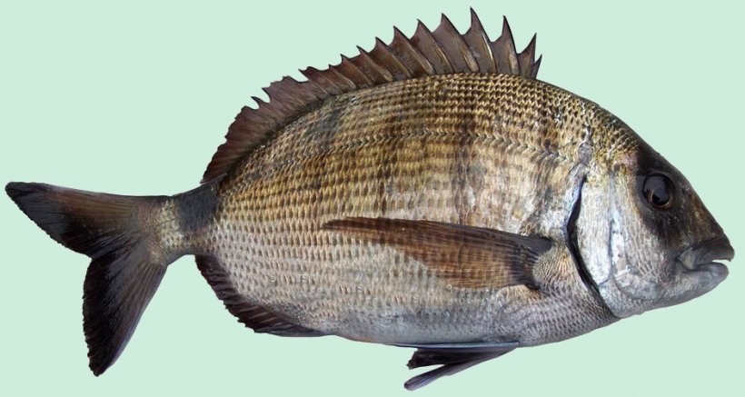 Tilapia Sheephead Bream Fish Products Sar, PNG, 940x502px, Tilapia, Animal Source Foods, Bream, Diplodus, Fauna Download Free