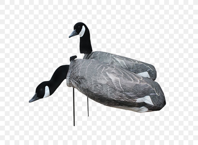 Canada Goose Mallard White Rock Duck, PNG, 600x600px, Goose, Anseriformes, Beak, Bird, Canada Download Free