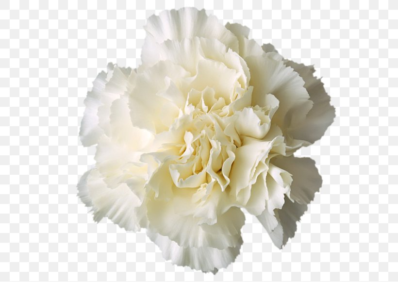 Carnation Boutonnière White, PNG, 600x581px, Carnation, Color, Cut Flowers, Drawing, Flower Download Free