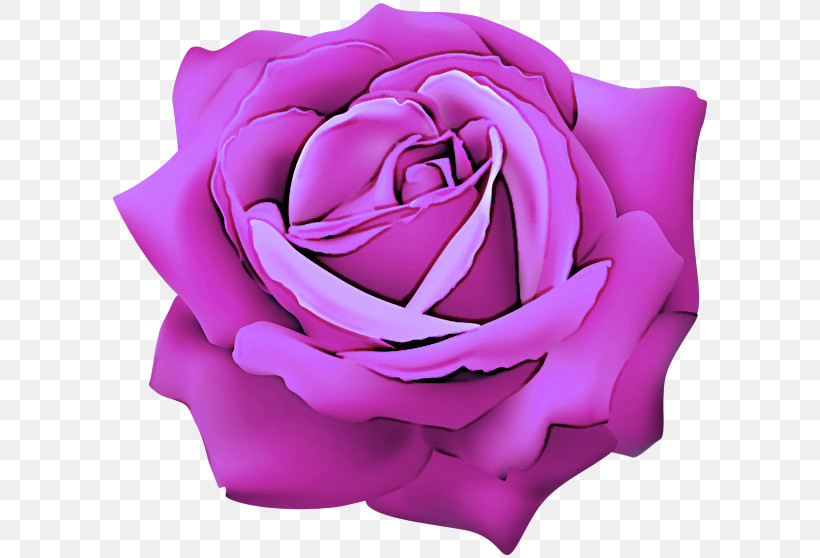 Garden Roses, PNG, 600x558px, Garden Roses, Flower, Hybrid Tea Rose, Lavender, Petal Download Free