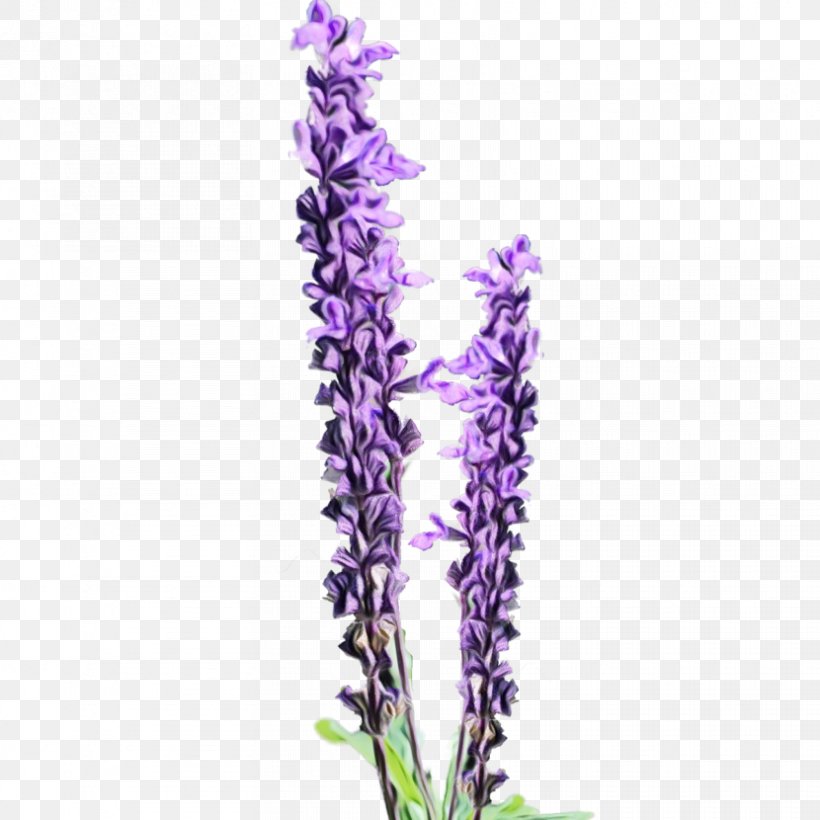 Oil Painting Flower, PNG, 830x830px, Watercolor, Art, Broomrape, Delphinium, English Lavender Download Free