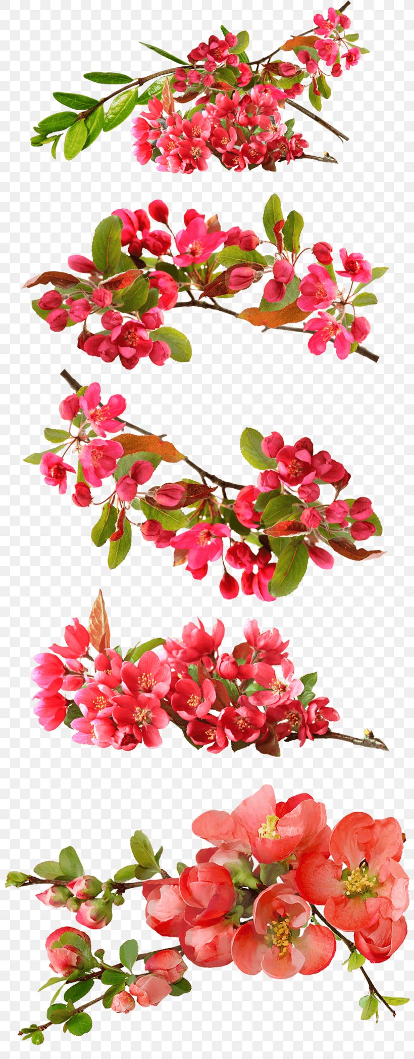 Image Desktop Wallpaper Clip Art Stock.xchng, PNG, 804x2095px, Flower, Branch, Cut Flowers, Flora, Floral Design Download Free