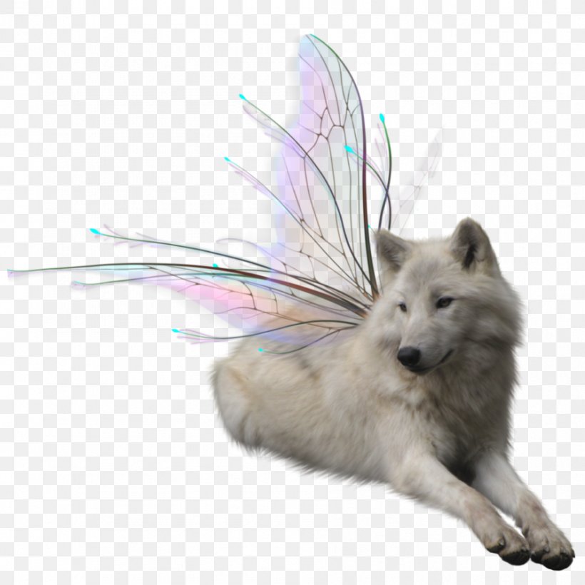 Dog Arctic Wolf Clip Art, PNG, 894x894px, Dog, Arctic Wolf, Black Wolf, Canis, Dog Like Mammal Download Free