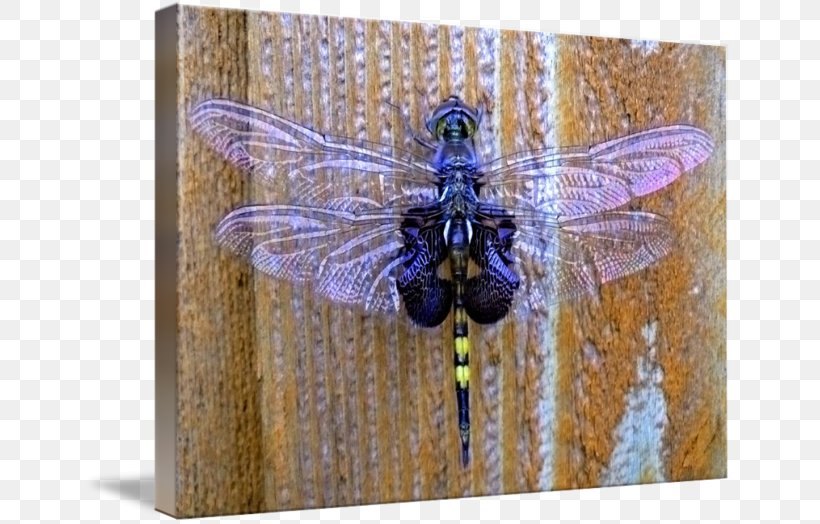 Dragonfly Insect Pollinator, PNG, 650x524px, Dragonfly, Arthropod, Dragonflies And Damseflies, Insect, Invertebrate Download Free
