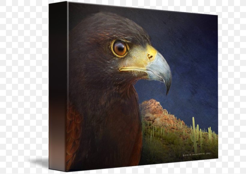 Eagle Hawk Fauna Beak Falcon, PNG, 650x581px, Eagle, Accipitriformes, Beak, Bird, Bird Of Prey Download Free