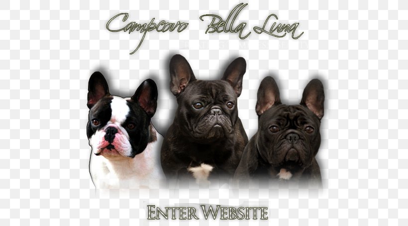 French Bulldog Toy Bulldog Dog Breed Companion Dog, PNG, 589x455px, French Bulldog, Breed, Brindle, Bulldog, Carnivoran Download Free
