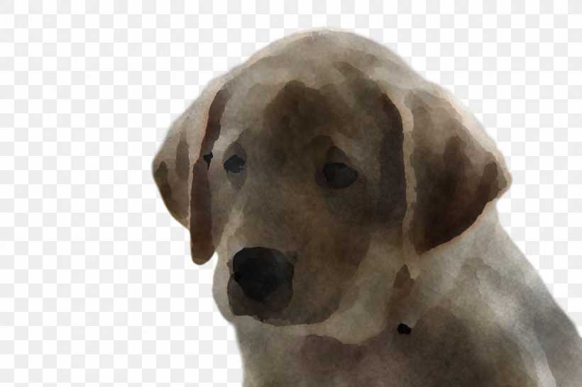 Labrador Retriever Puppy Snout Companion Dog Retriever, PNG, 1200x800px, Labrador Retriever, Breed, Companion Dog, Dog, Groupm Download Free