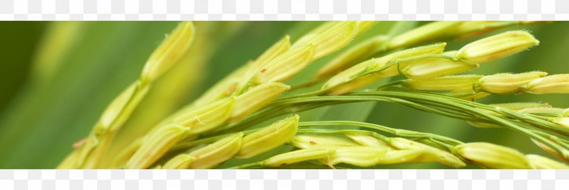 Stock Photography Rice Industry Paddy Field Agriculture, PNG, 1908x640px, Stock Photography, Agriculture, Asparagus, Brown Rice, Commodity Download Free