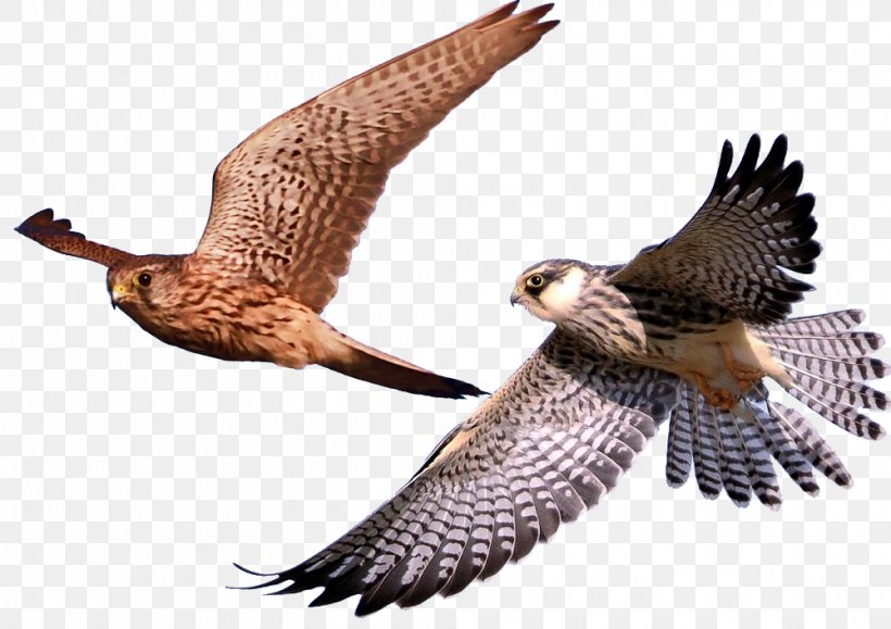Bird Hawk Eagle Falcon, PNG, 1000x707px, Bird, Accipitriformes, Animal, Beak, Bird Of Prey Download Free