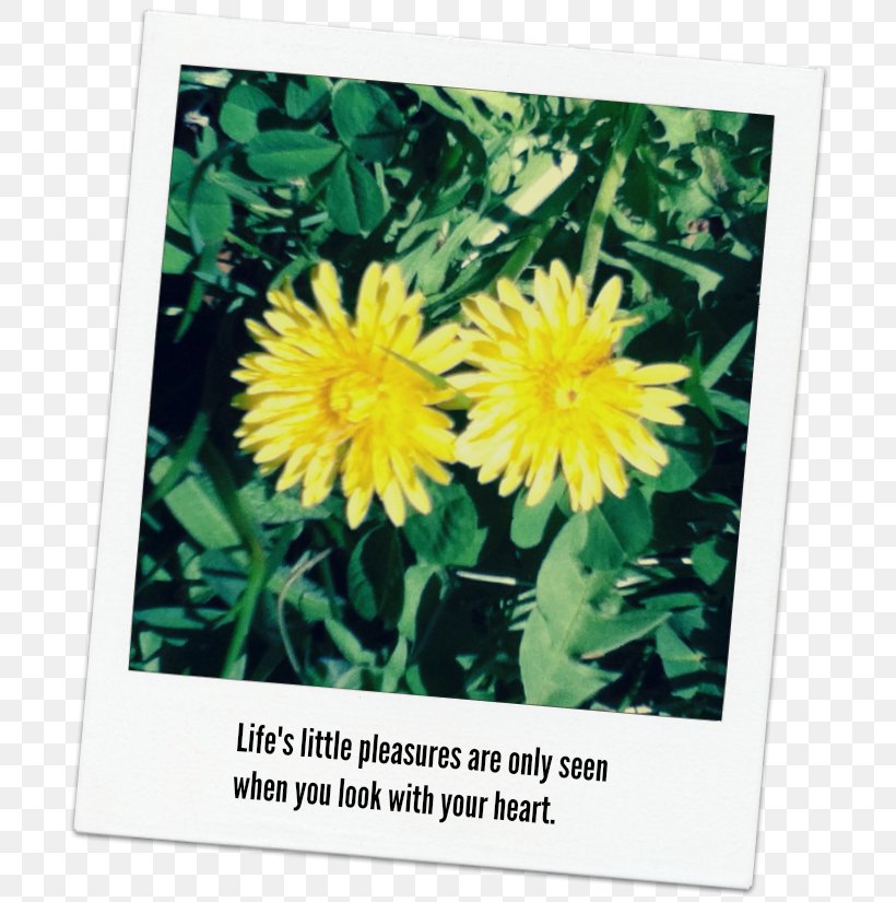 Dandelion Dahlia Chrysanthemum Wildflower Annual Plant, PNG, 706x825px, Dandelion, Annual Plant, Chrysanthemum, Chrysanths, Dahlia Download Free