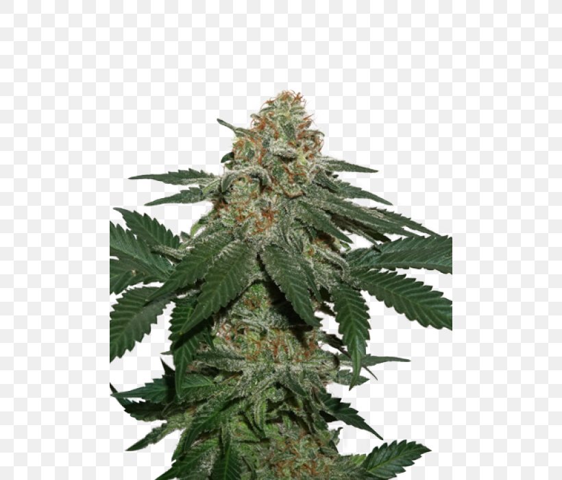 Kush Autoflowering Cannabis Seed Medical Cannabis, PNG, 500x700px, Kush, Autoflowering Cannabis, Cannabis, Cannabis Cup, Cannabis Sativa Download Free