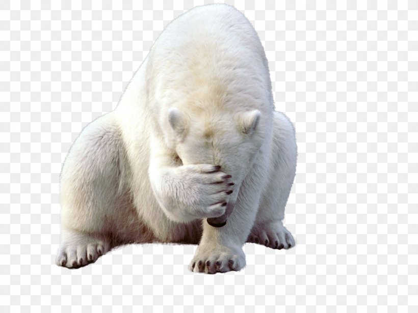 Polar Bear Kodiak Bear Earless Seal Walrus, PNG, 1024x768px, Polar Bear, Animal, Arctic, Arctic Fox, Bear Download Free