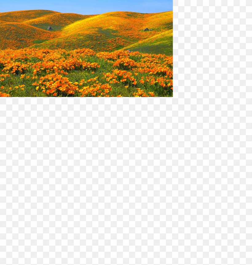 California Poppy Desktop Wallpaper Landscape, PNG, 1175x1238px, California, Art, California Poppy, Ecoregion, Ecosystem Download Free