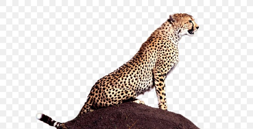 Cheetah Animal Mind Carnivora Big Cat, PNG, 600x421px, Watercolor, Cartoon, Flower, Frame, Heart Download Free