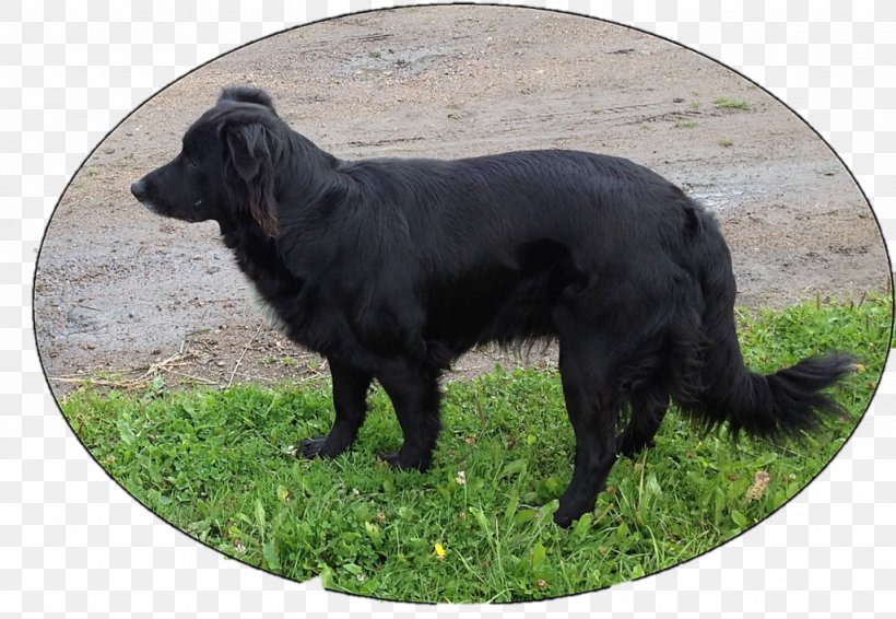 Flat-Coated Retriever Dog Breed Sporting Group, PNG, 1024x708px, Flatcoated Retriever, Breed, Carnivoran, Dog, Dog Breed Download Free