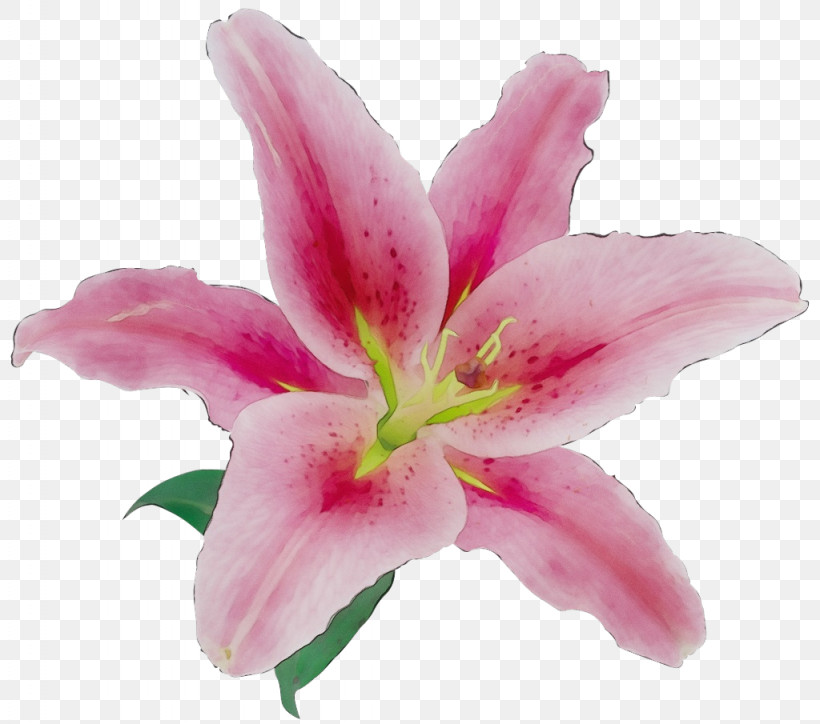 Flower Petal Cut Flowers Lily Madonna Lily, PNG, 1024x905px, Watercolor, Cartoon, Cut Flowers, Daylilies, Flower Download Free