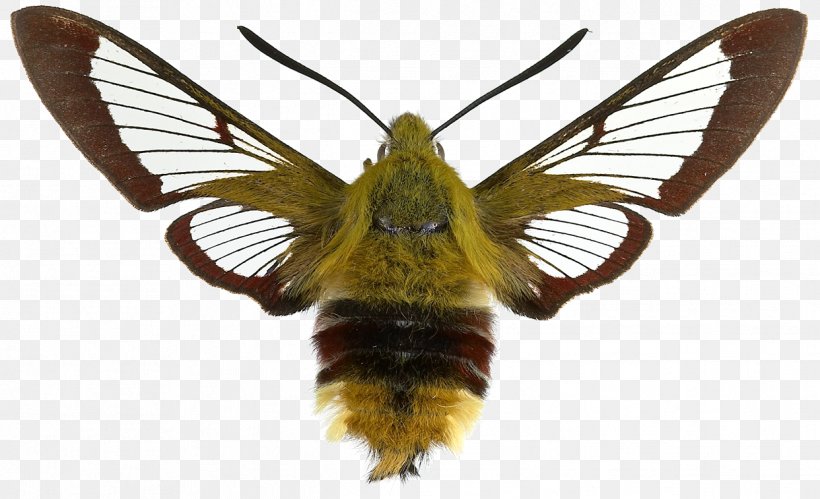 Moth Butterfly Insect Bee Hemaris Fuciformis, PNG, 1242x757px, Moth, Arthropod, Bee, Butterflies And Moths, Butterfly Download Free