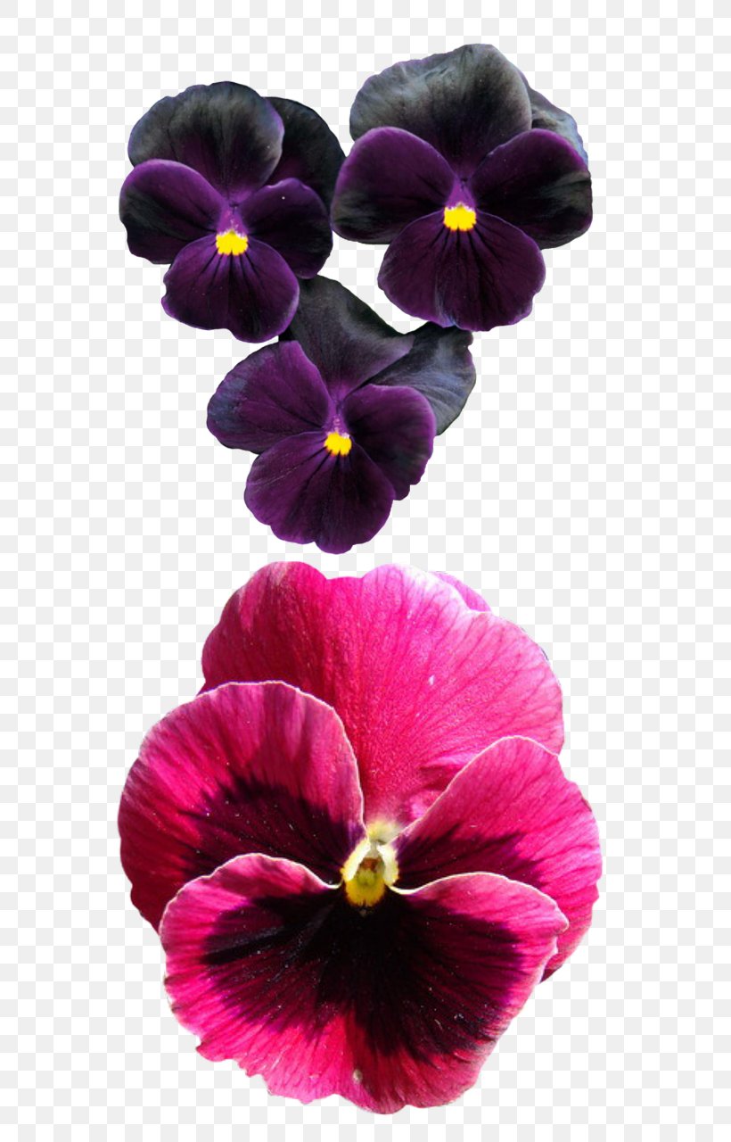 Pansy Violet Flower Drawing, PNG, 666x1280px, Pansy, Drawing, Flower, Flowering Plant, Garden Download Free