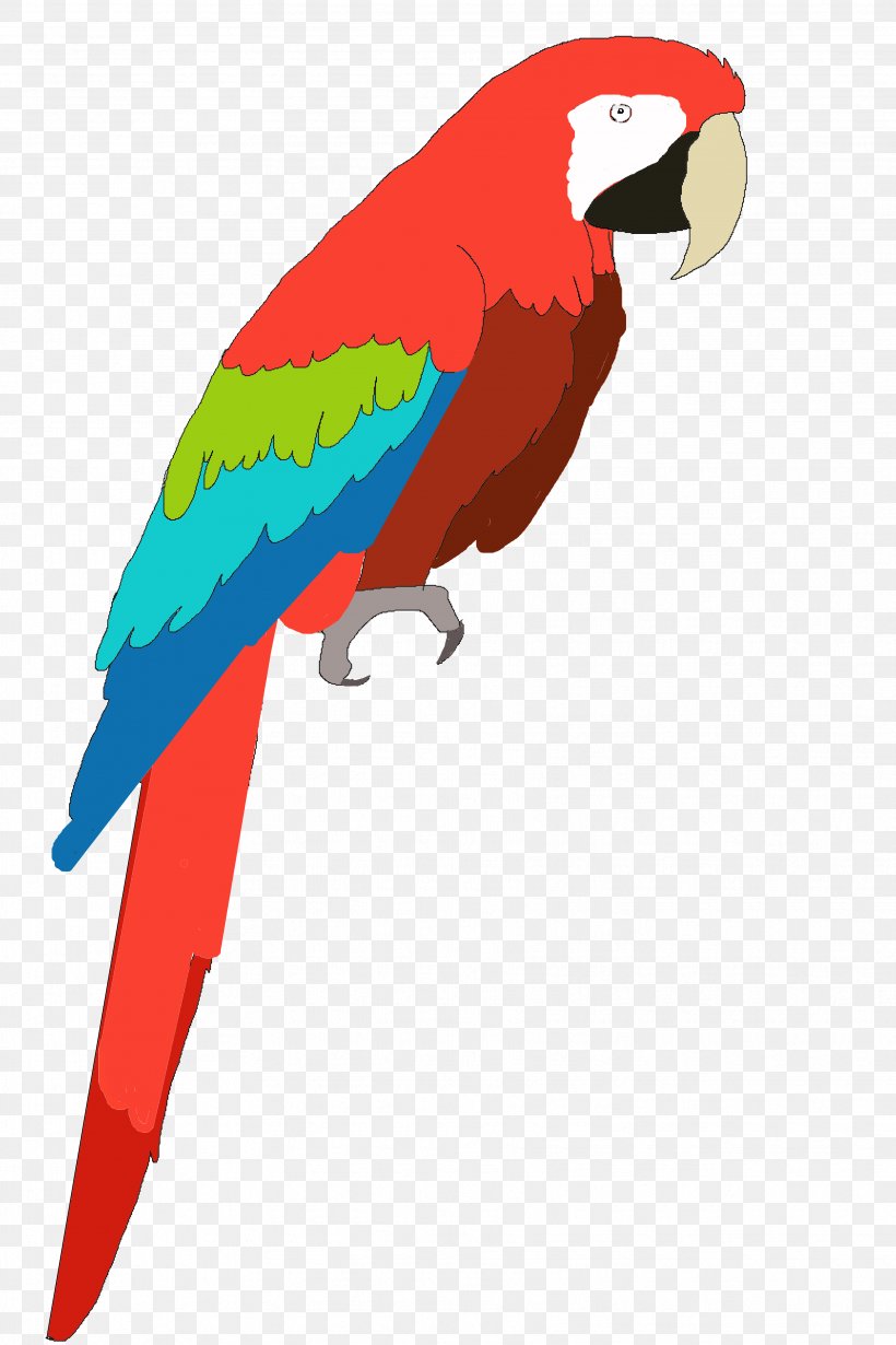 Parrot Bird Vertebrate Macaw Beak, PNG, 3456x5184px, Parrot, Animal, Beak, Bird, Fauna Download Free