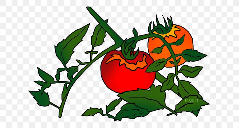 Plant Food Tomato Botany Clip Art, PNG, 648x441px, Plant, Apple, Artwork, Botany, Chrysanthemum Download Free