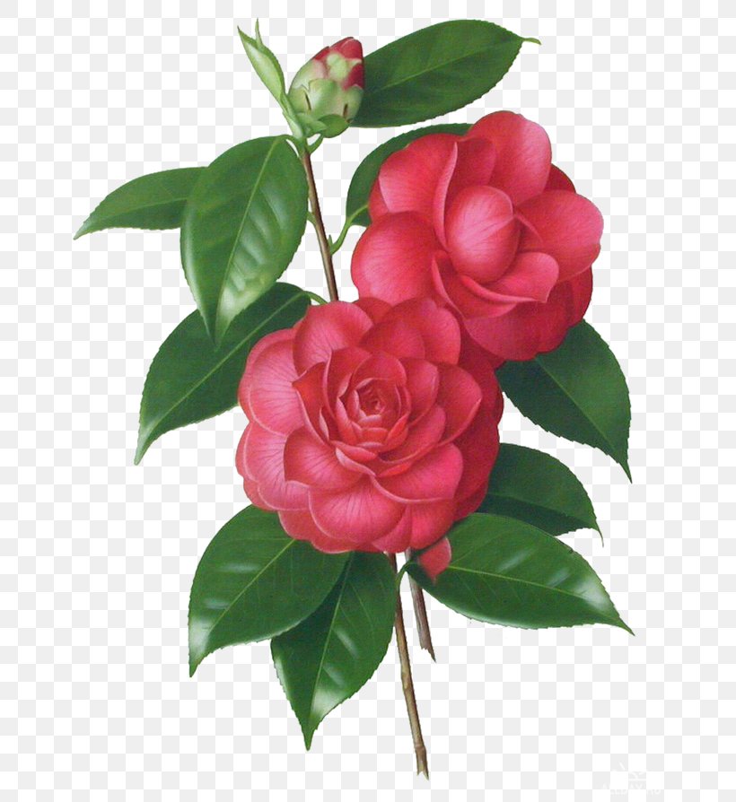 Japanese Camellia Sasanqua Camellia Garden Roses Multiflora Rose Flower, PNG, 670x894px, Japanese Camellia, Art, Botany, Camellia, Camellia Sasanqua Download Free