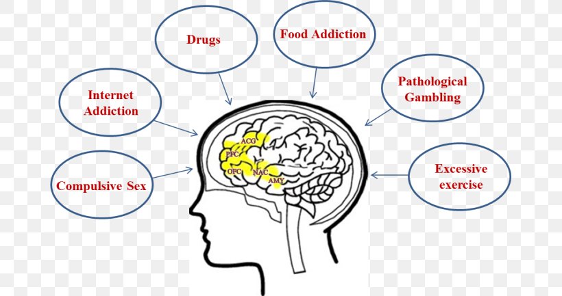 Brain Amygdala Addictive Behavior Addiction Anterior Cingulate Cortex, PNG, 680x433px, Watercolor, Cartoon, Flower, Frame, Heart Download Free