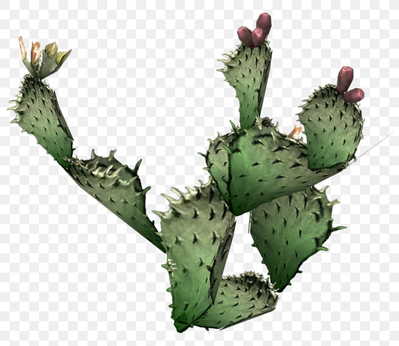 Cactaceae Prickly Pear Succulent Plant Clip Art, PNG, 800x711px, Cactaceae, Barbary Fig, Cactus, Cactus Garden, Caryophyllales Download Free
