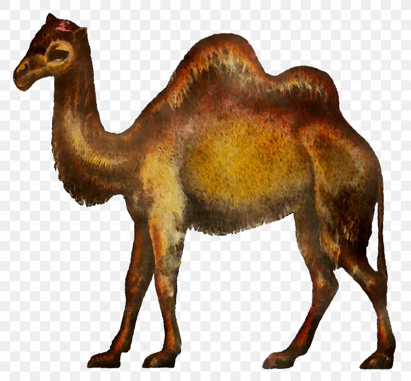 Clip Art Dromedary Bactrian Camel Image, PNG, 1600x1481px, Dromedary, Adaptation, Animal, Animal Figure, Arabian Camel Download Free