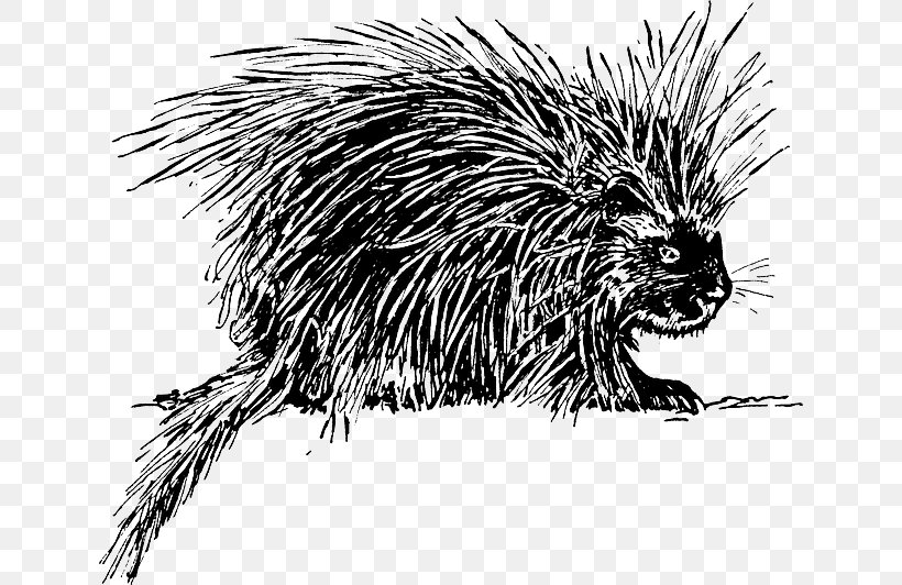 Crested Porcupine Clip Art, PNG, 640x532px, Porcupine, Animal, Beaver, Black And White, Carnivoran Download Free