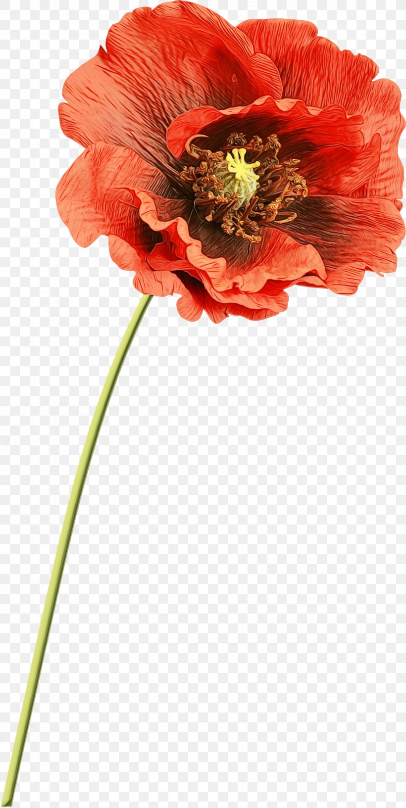 Orange, PNG, 1641x3268px, Watercolor, Coquelicot, Corn Poppy, Cut Flowers, Flower Download Free