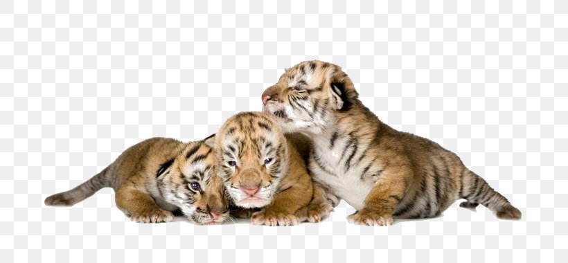 Tiger Stock Photography Animal, PNG, 720x380px, Tiger, Animal, Big Cats, Carnivoran, Cat Download Free