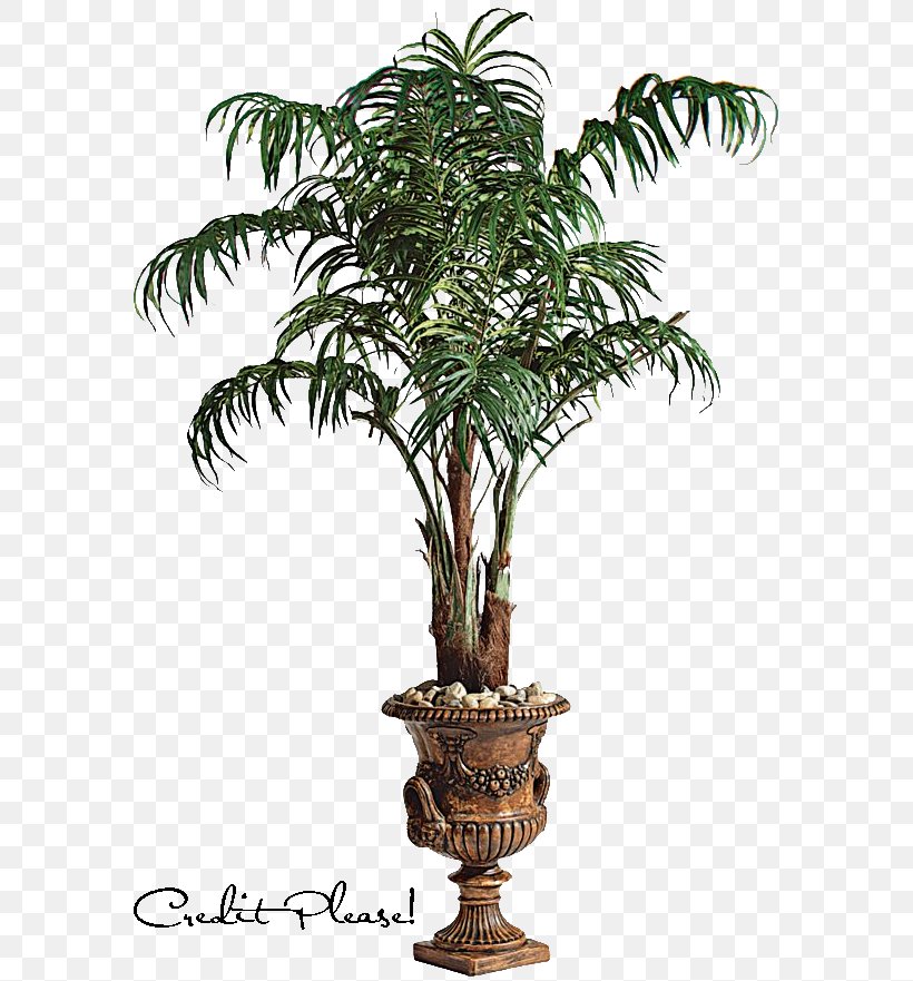 Arecaceae Tree Clip Art, PNG, 595x881px, Arecaceae, Arecales, Coconut, Date Palm, Evergreen Download Free