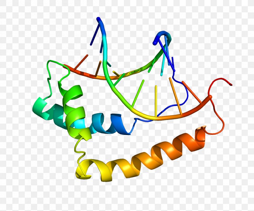SOX9 Testis-determining Factor SOX Gene Family SOX3 Protein, PNG, 1200x1000px, Testisdetermining Factor, Area, Artwork, Cell, Gene Download Free
