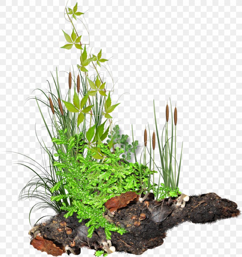 Clip Art, PNG, 966x1024px, Software, Fixed Sign, Flowerpot, Grass, Grass Family Download Free