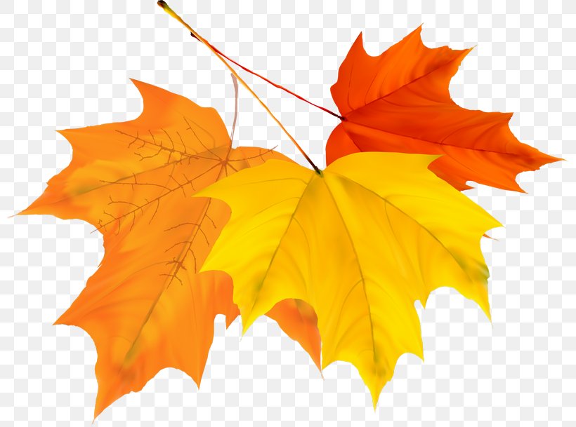 Maple Leaf Autumn, PNG, 800x609px, Leaf, Autumn, Autumn Leaf Color, Color, Drawing Download Free