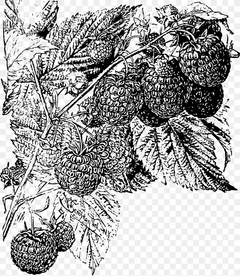 Raspberry Food, PNG, 1967x2260px, Raspberry, Art, Berry, Black And White, Branch Download Free