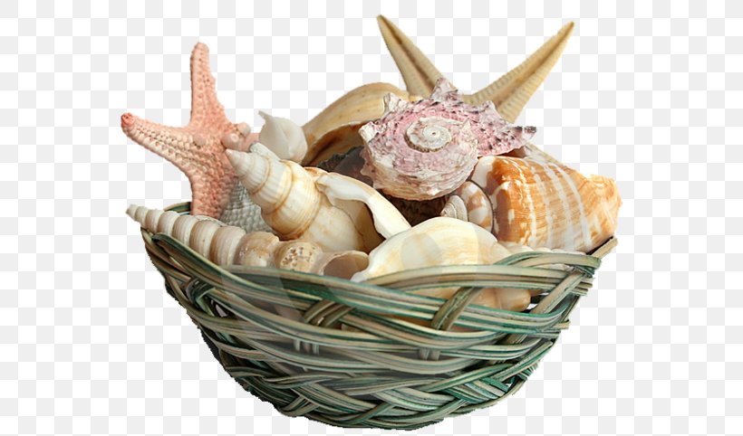 Seashell Shell Beach Mollusc Shell, PNG, 600x482px, Seashell, Basket, Beach, Clam, Clams Oysters Mussels And Scallops Download Free