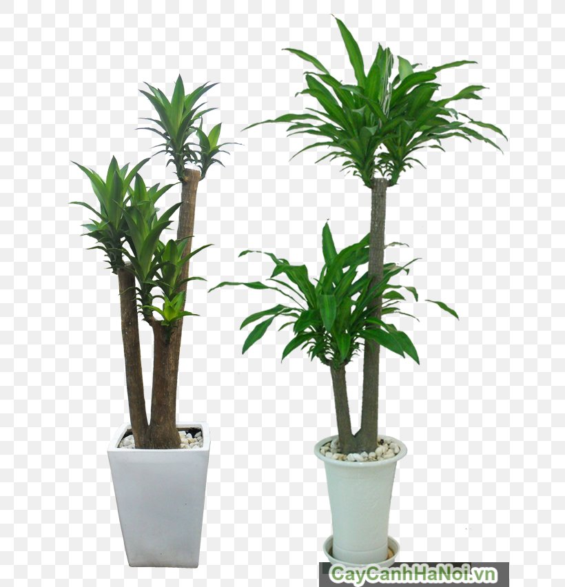 Hanoi Ornamental Plant Tree Arecaceae Light, PNG, 658x852px, Hanoi, Apartment, Arecaceae, Arecales, Chinese Evergreen Download Free