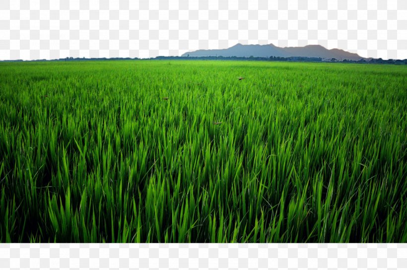 Crop Paddy Field Oryza Sativa, PNG, 1600x1062px, Crop, Agriculture, Commodity, Energy, Field Download Free