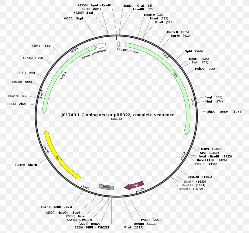 PBR322 Cloning Vector Plasmid, PNG, 802x768px, Cloning Vector, Area, Cloning, Diagram, Dna Download Free