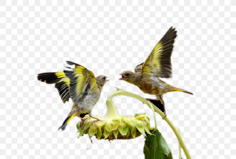 Cute Birds Owl Parrot, PNG, 820x554px, Bird, Android, Animal, Beak, Birdcage Download Free