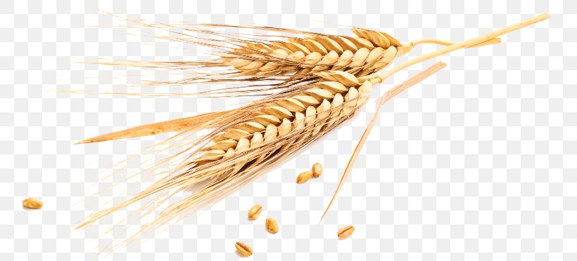 Emmer Cereal Grain Wheatbelt Common Wheat, PNG, 766x372px, Emmer ...